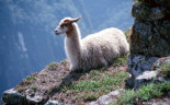 00 Llama, Machu Picchu
