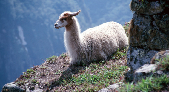 00 Llama, Machu Picchu