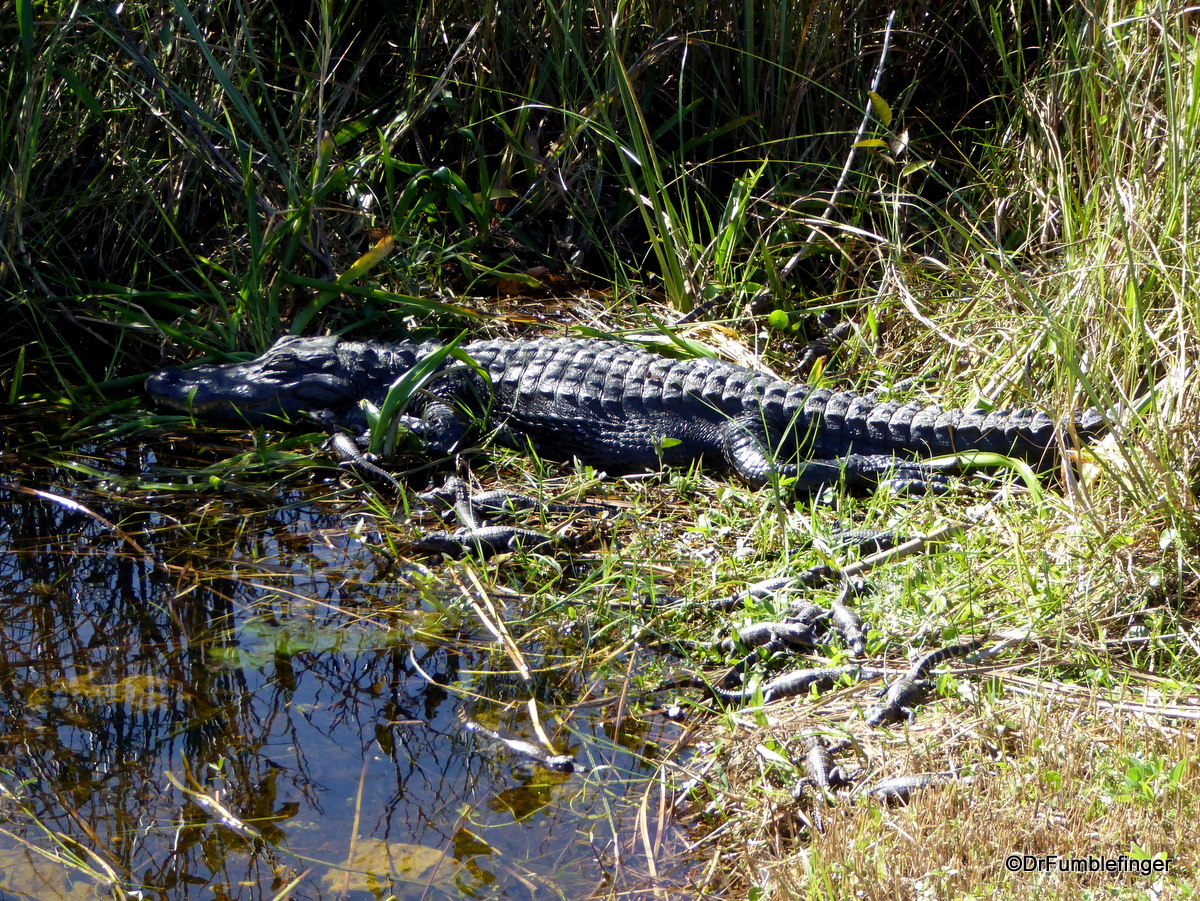 Mother and baby alligators, Shark Valley