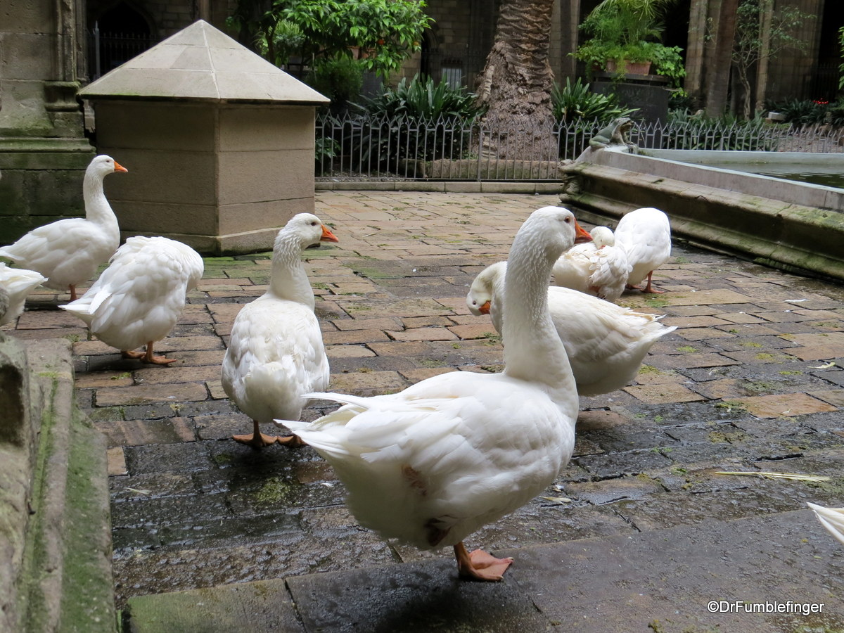 Geese in the Cloister, Barcelona Cathedral