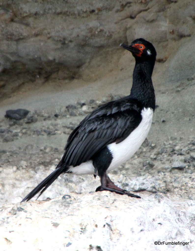 Red-faced shags (cormorants), Tucker's Islets