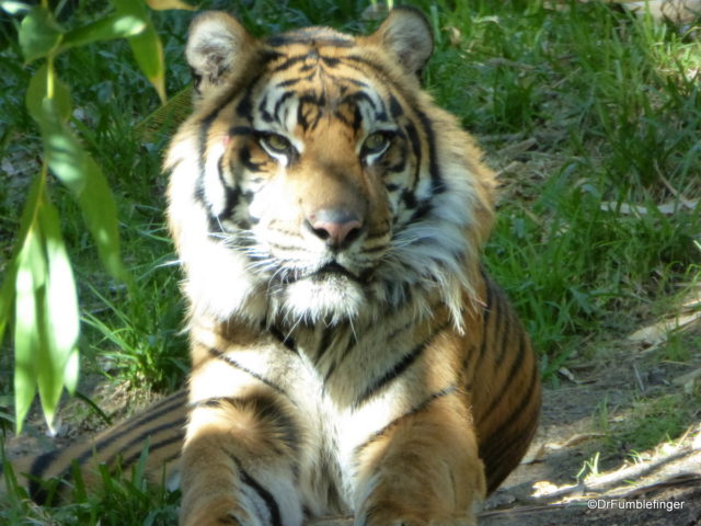Sumatran Tiger, San Diego Zoo Safari Park