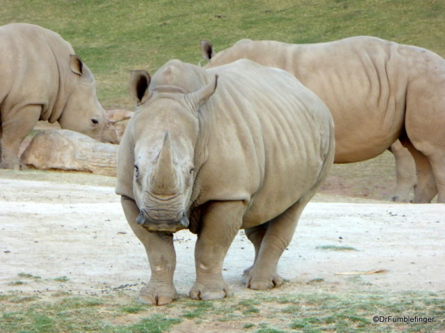 Rhinos, San Diego Zoo Safari Park