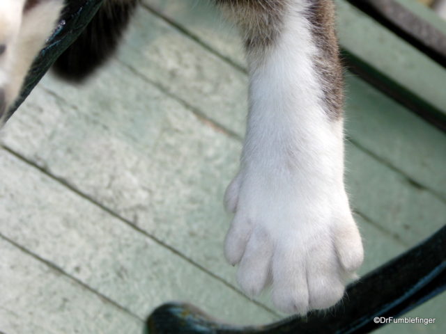 Six-toed cat, Hemingway's Home, Key West
