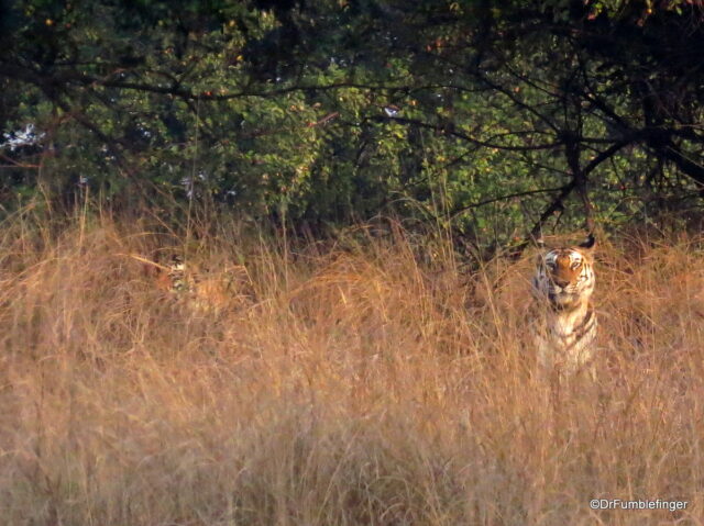 Tigers, Panna Tiger Reserve