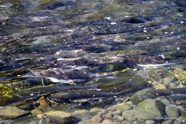 Salmon run in Hope, Alaska