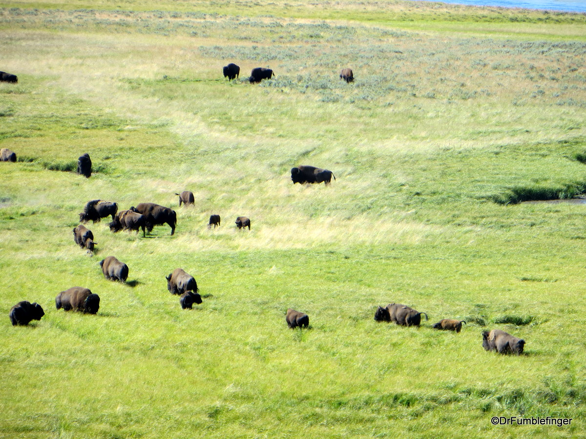 Bison herd, Hayden Valley